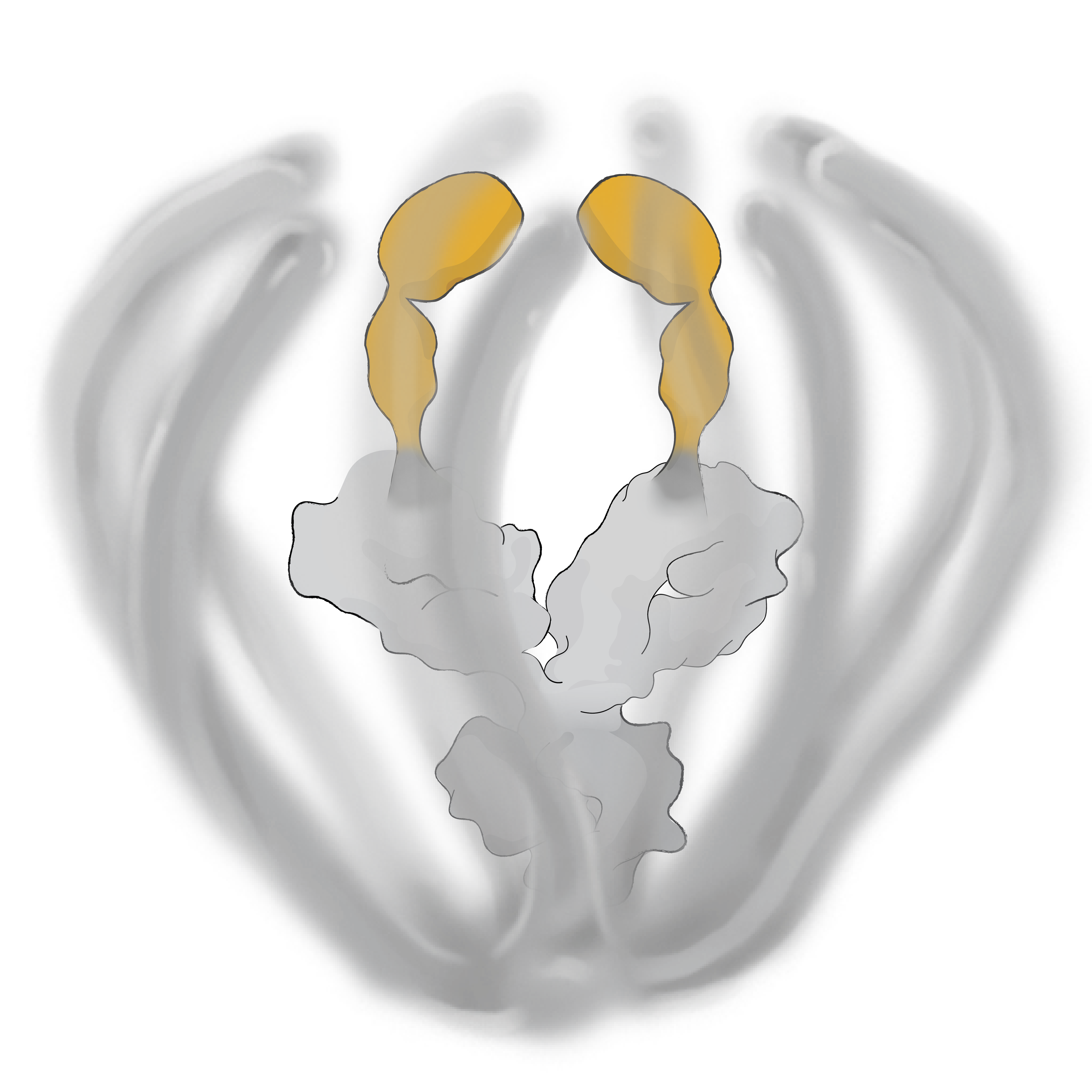 Broad VEGF Inhibition