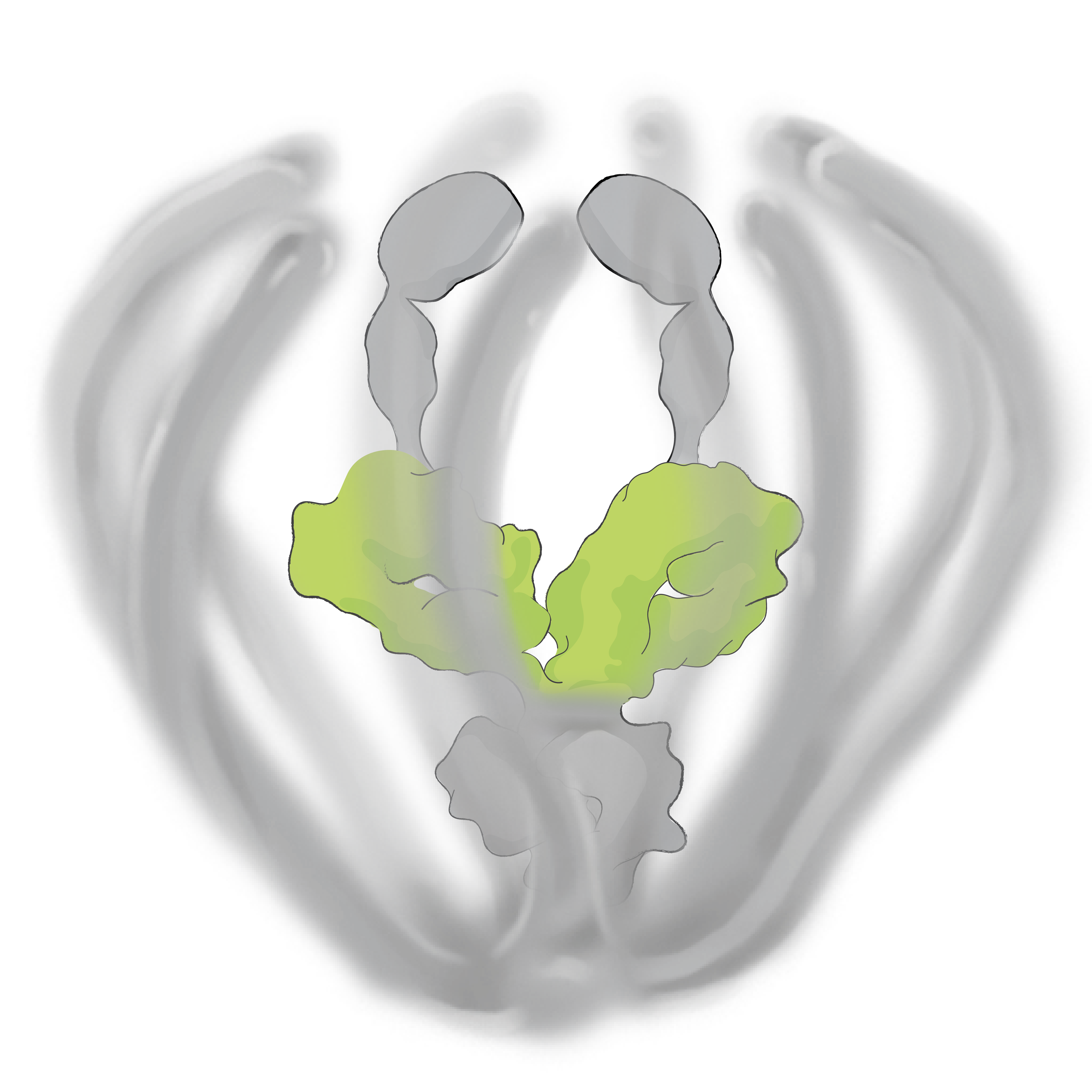 Potent Anti-Inflammatory Effect