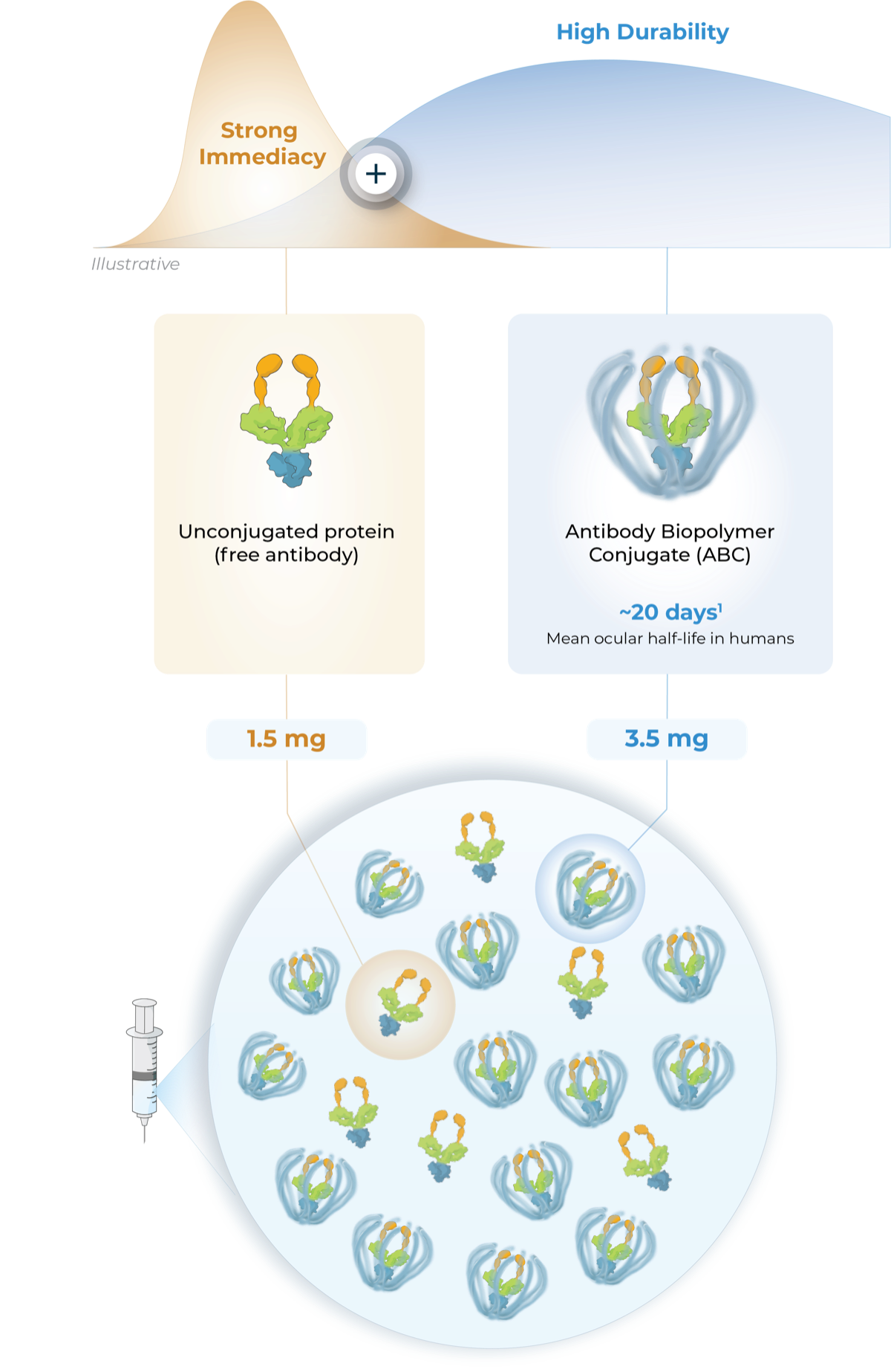 Tabirafusp-ted 2-in-1 formulation: unconjugated protein (1.5 mg) for strong immediacy and Antibody Biopolymer Conjugate (3.5 mg) for high durability