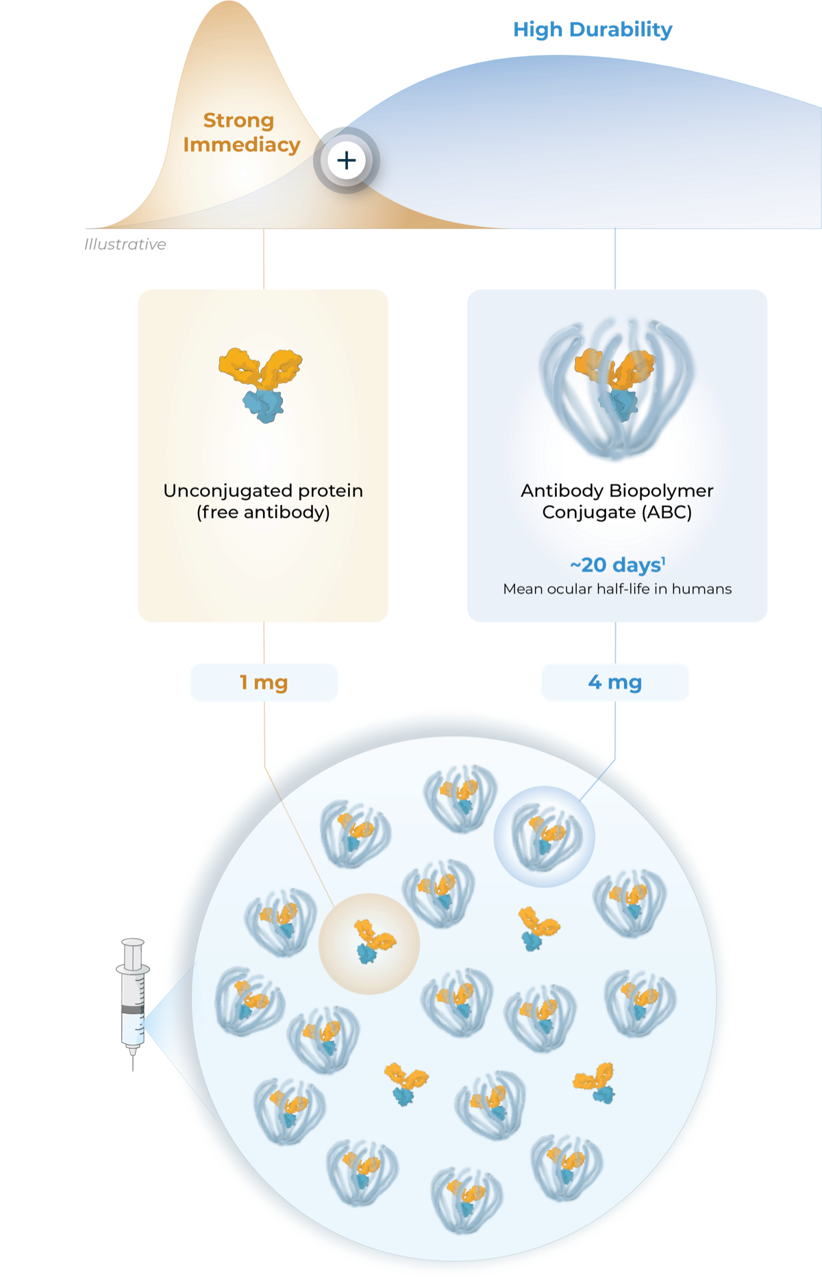 Zenkuda 2-in-1 formulation: unconjugated protein (1 mg) for strong immediacy and Antibody Biopolymer Conjugate (4 mg) for high durability